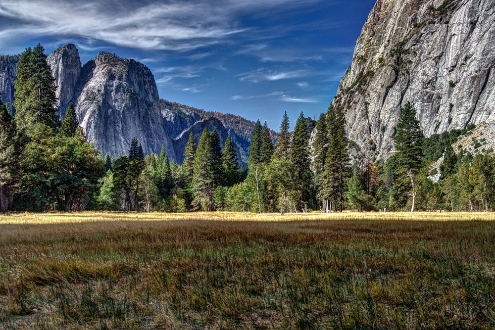 Meadow. Yosemite N.P.